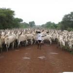 Cattle_Jonglei