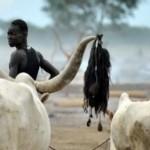 Sudan_cattle