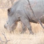 rhino