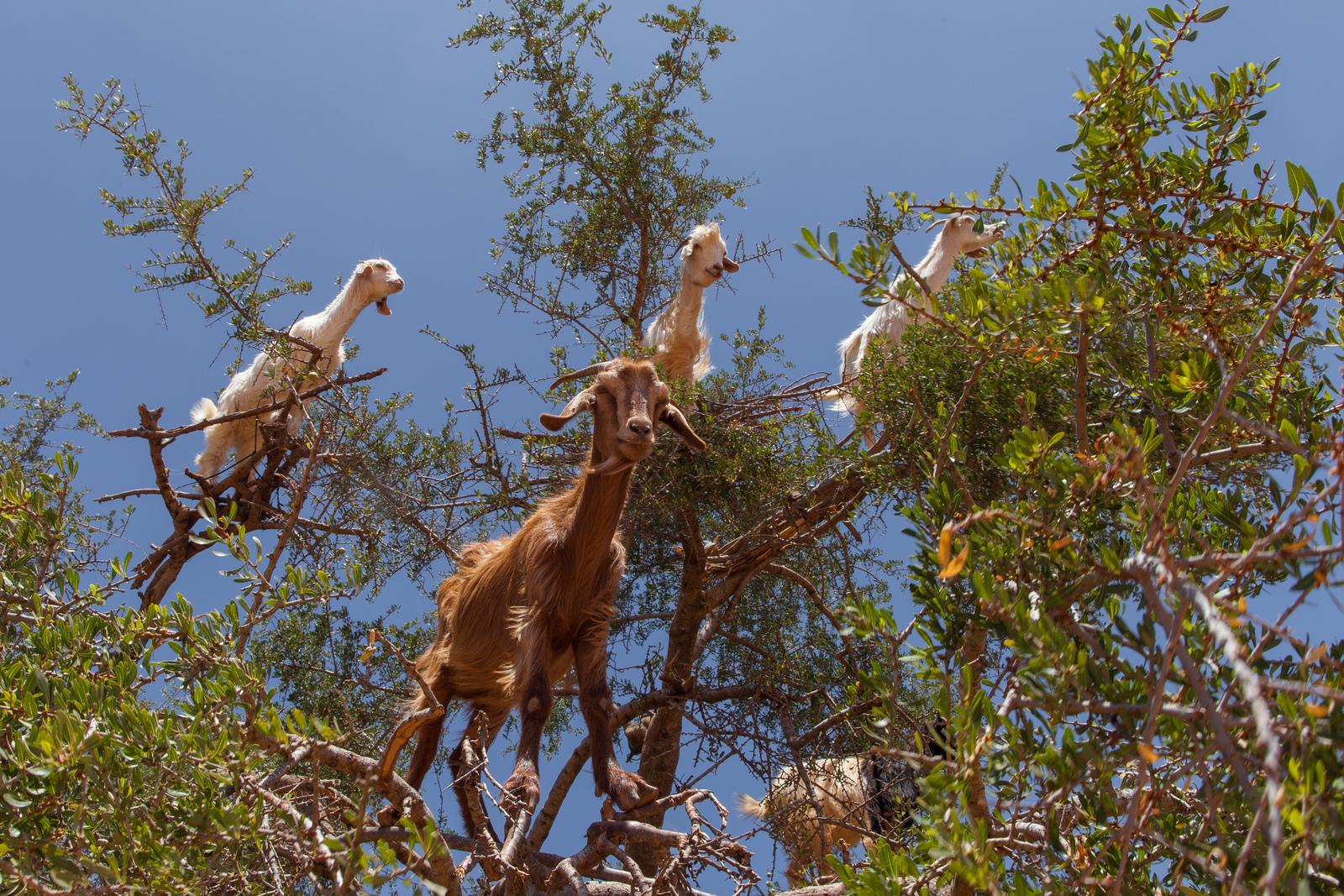 Photo of the Week Morocco's goats that grow on trees