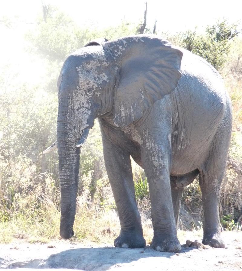 Botswana elephant small tusks