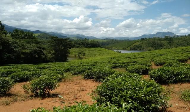 Tea plantations in Chipinge. Photograph by Ngoni Shumba.