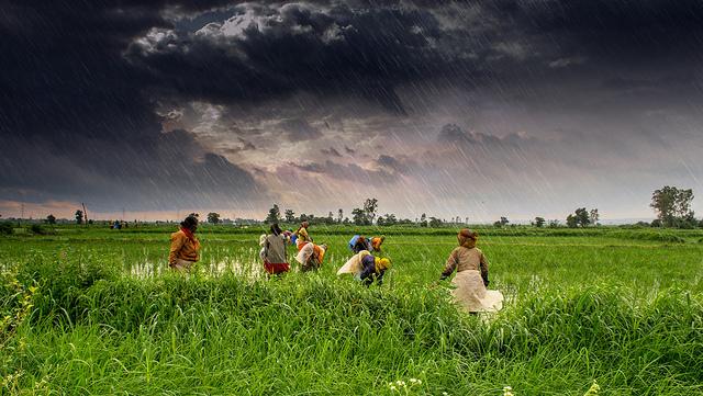 Africa must learn the lessons from India's controversial Green Revolution. Photograph by Rajarshi Mitra.