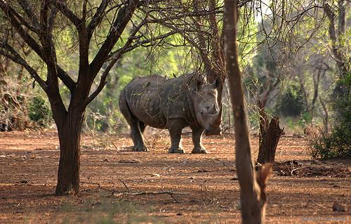 Last year, 51 rhino were killed in Zimbabwe, up from 20 in 2014. Credit: Carrie Cizauskas.