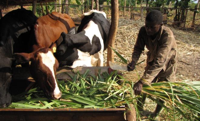 Innovative approaches to crop-livestock integration are leading the way to improved food-sufficiency in Burundi. Credit: William Moseley.