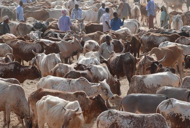 A cattle market in Garissa. Credit: USAID/Mariantonietta Peru.