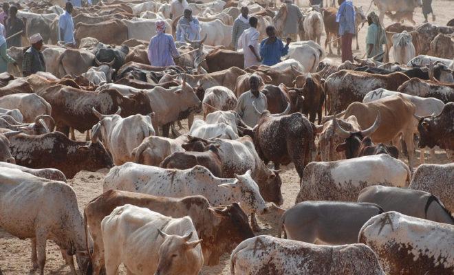 A cattle market in Garissa. Credit: USAID/Mariantonietta Peru.