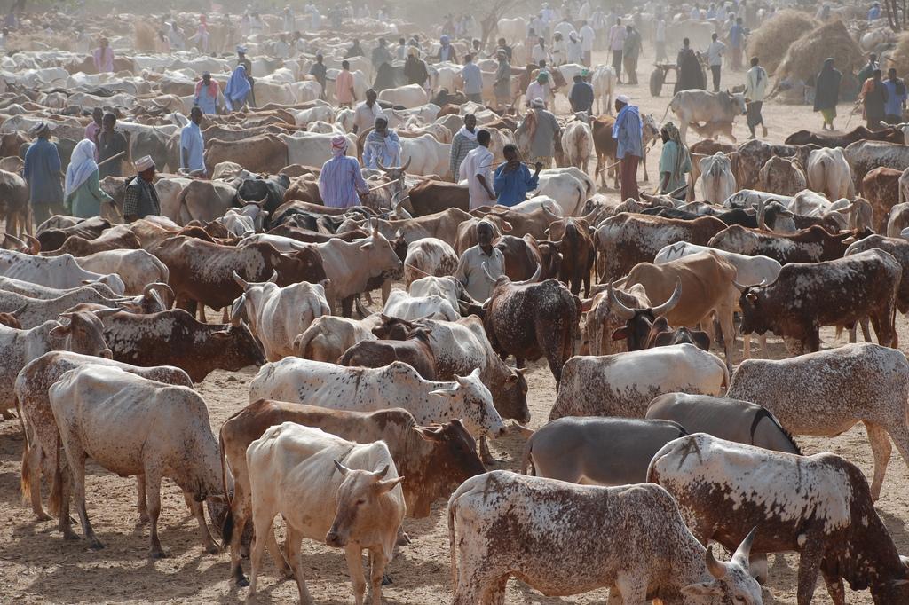 A cattle market in Garissa. Credit: USAID/Mariantonietta Peru.