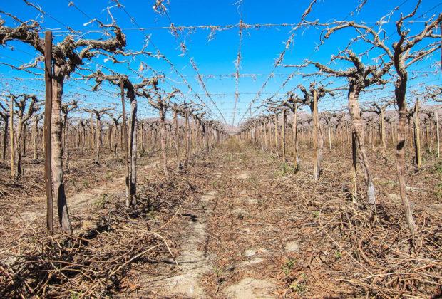 Grape farms in Namibia. Credit: jbdodane.