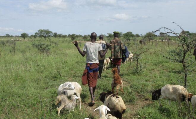 Jie herdsmen with their livestock in Kotido district, Uganda. Paramilitaries. Credit: Sam Meyerson.