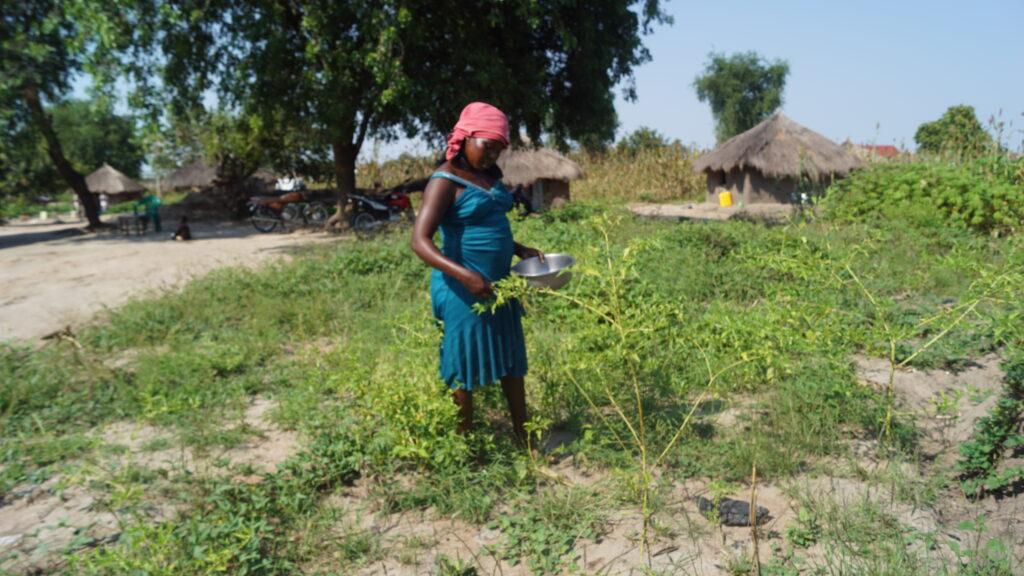 Emelda Yawa tending to her small vegetable patch at Rhino Camp, northern Uganda. Credit: Luate Shem