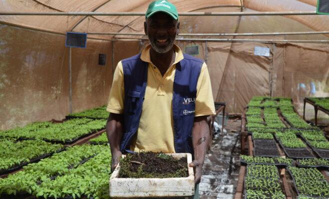 A farmer in Senegal West Africa tests methods of agroecology on the resilience of crops. Credit: FAO.