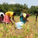 Small-scale farmers practising agroecological farming methods in Mali. Credit: Moussa-Magassa.