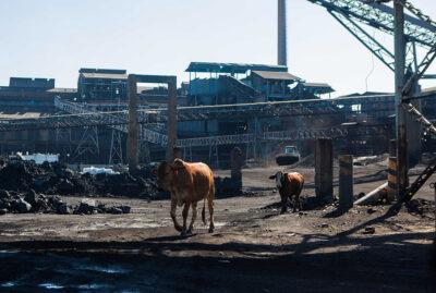 Cows roam inside the Hwange Colliery Company, Zimbabwe. Credit: Tafadzwa Ufumeli.