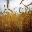A wheat field in Russia. Credit: Ekaterina Sotova.