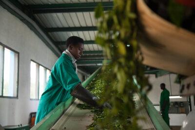 Tea workers sort tea at the Kitabi Tea Processing Facility in Kitabi, Rwanda. Credit: A'Melody Lee / World Bank.