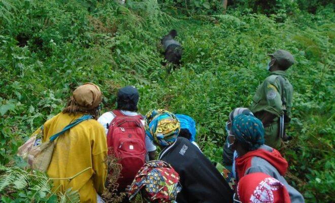 Local women watching gorillas in natural habitat in Kahuzi-Biega National Park. Credit: Pole Pole Foundation.