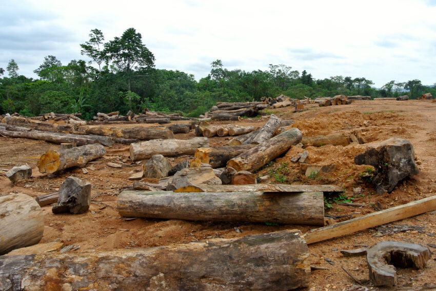 Cross River state in Nigeria is estimated to have lost nearly 9% of its tree cover since 2000 due to deforestation. Credit: Mathias Rittgerott/Rettet den Regenwald.