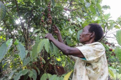 GMOs in Uganda? Nalwoga Mary picks coffee berries from a tree in her farm in Wakiso, Uganda. Credit: Nakisanze Segawa/GPJ.