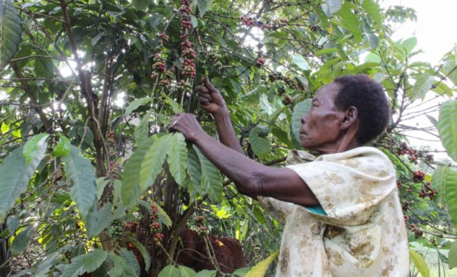 GMOs in Uganda? Nalwoga Mary picks coffee berries from a tree in her farm in Wakiso, Uganda. Credit: Nakisanze Segawa/GPJ.