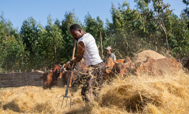 A farmer cultivates teff in Doyogena District, Ethiopia. Credit: ILRI/Georgina Smith.