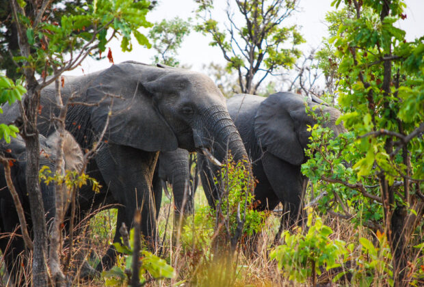 Elephants feeding in northern Cameroon. Credit: Daniel Tiveau/CIFOR.