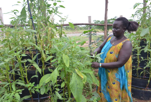 Judith Bero-Irwoth set up her keyhole garden after she was displaced by the EACOP project. Credit: John Okot.