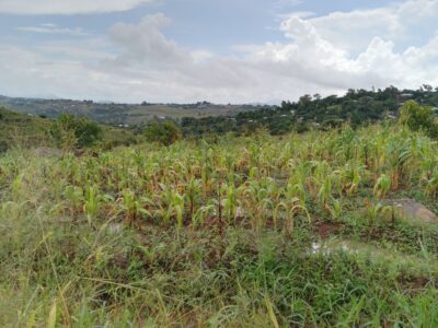A field of maize whose growth has stunted in dry conditions caused by the El Nino weather pattern in Malawi. Credit: Charles Pensulo.