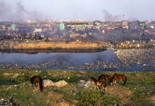 Accra, Ghana, February 8, 2023. Horses forage in a section of the now-demolished Agbogbloshie scrapyard site. Old Fadama and Agbogbloshie, separated by the Korle Lagoon, were thriving wetlands decades ago. © Muntaka Chasant for Fondation Carmignac