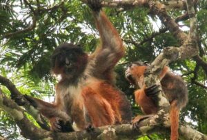 The critically endangered Preuss' Red Colombo, found in the Ebo Forest. Credit: Alexandra Hofner.