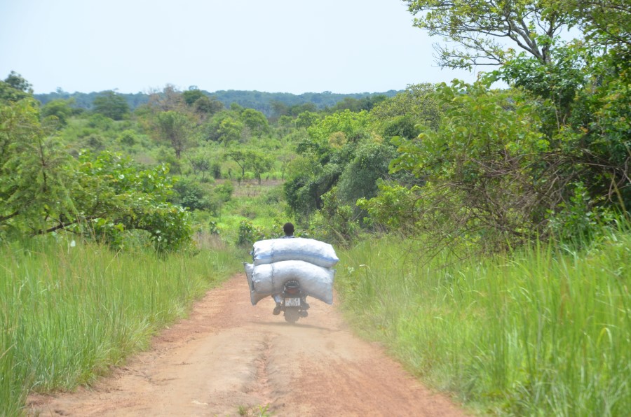 “an Ecological War Is Going On”: Uganda Charcoal Booms Despite Ban 