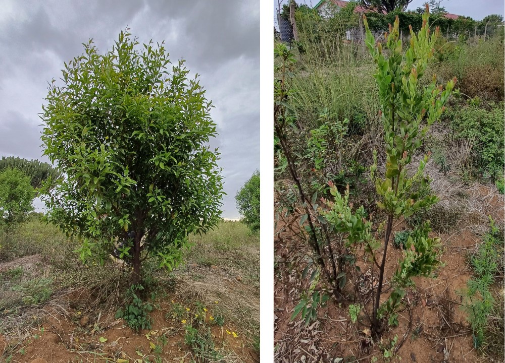 From Rituals To Raids The Struggle To Save The Sacred Sandalwood 