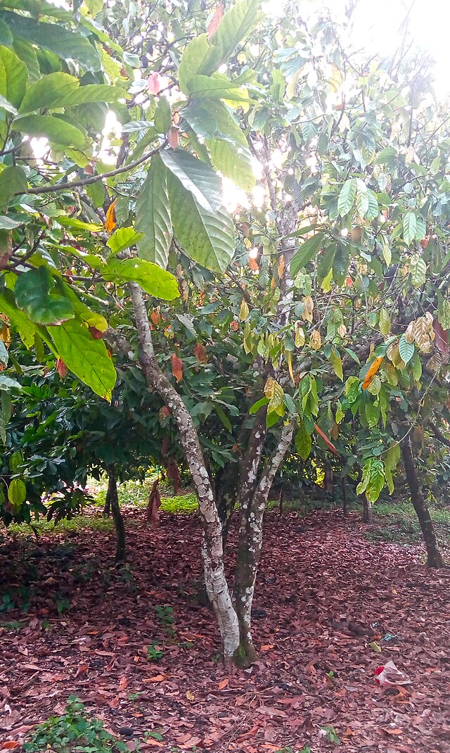 Ghana’s Cocoa Crisis Is Not a Price Story: It Is a Governance Failure