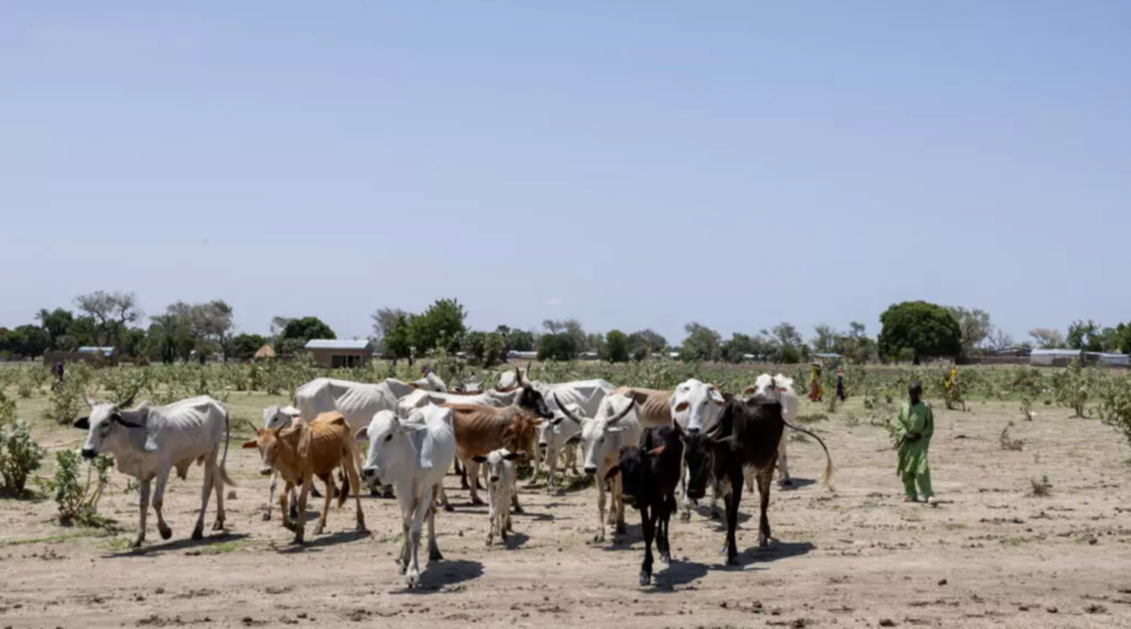 Herd crossing a field, Binder, Chad. June 2024. AFP