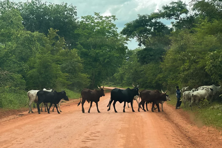 A herd on the road, Goré, Chad. August 2024. Centre de Recherches en Anthropologie et Sciences Humaines, N’Djamena.