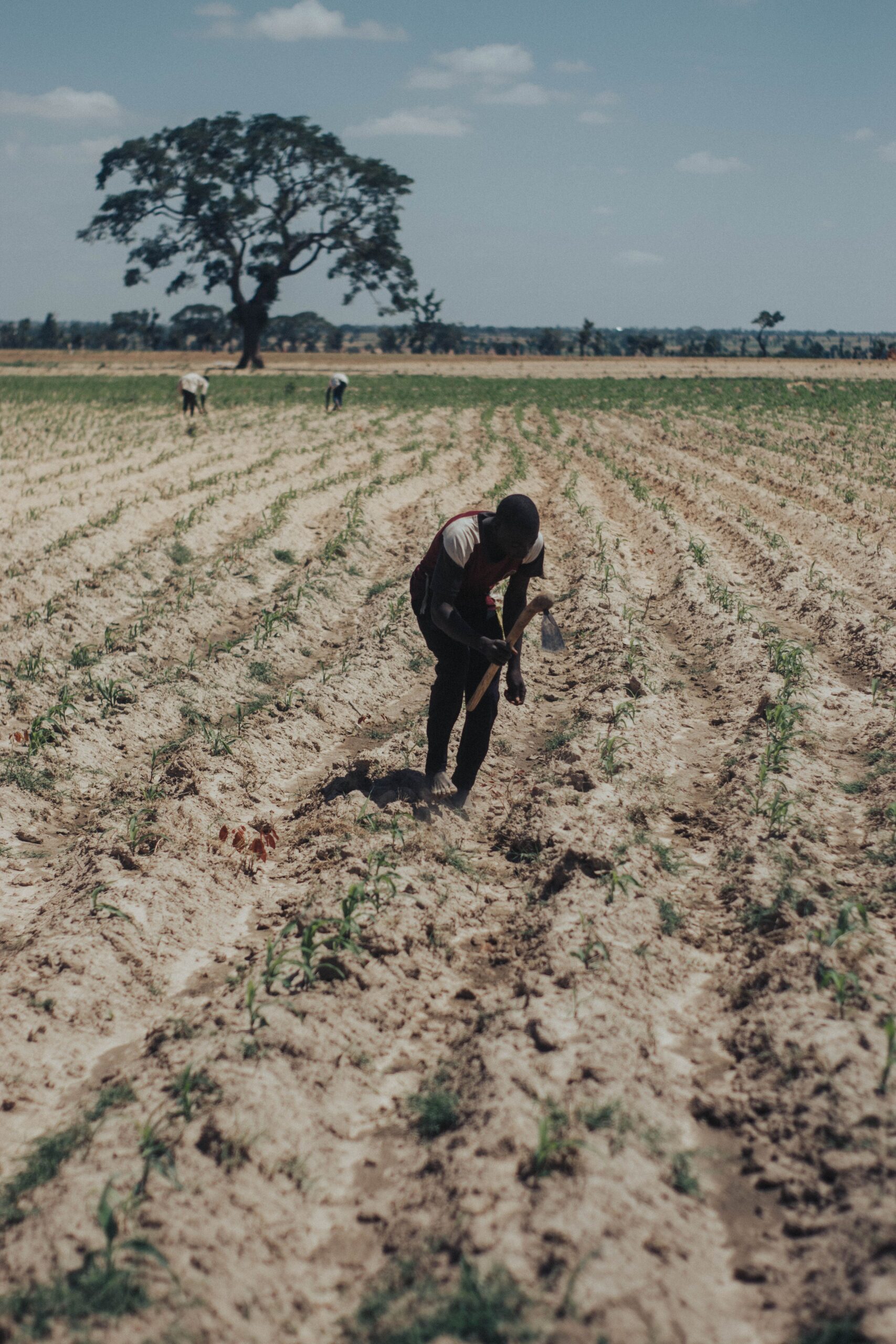 A smallholder farmer cultivating land, reflecting the central role of agriculture in livelihoods and post-conflict recovery. 