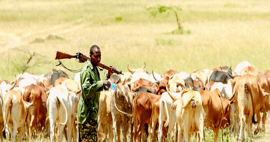 Why Nigeria Must Return to Indigenous Cattle in Solving Farmer-Herder Clashes.