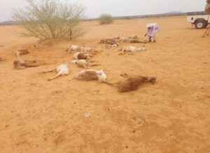 Local livestock that have died from thermal shock after delayed rain. Photo credit: Albashir Dahab / Local Reporting Network.