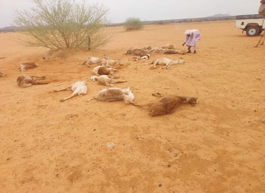 Delayed Rains and Broken Routes: War and Climate Crisis in North Darfur’s Jebel Issa