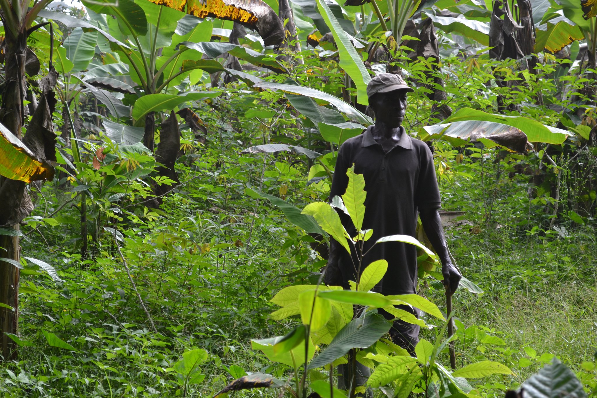 Cocoa farmer Kofi Saara on his farm in Assin district, Ghana. Ghana and Côte d'Ivoire grow more than 60% of the world's cocoa. Photo: ESPA Directorate, CC BY-NC 2.0.