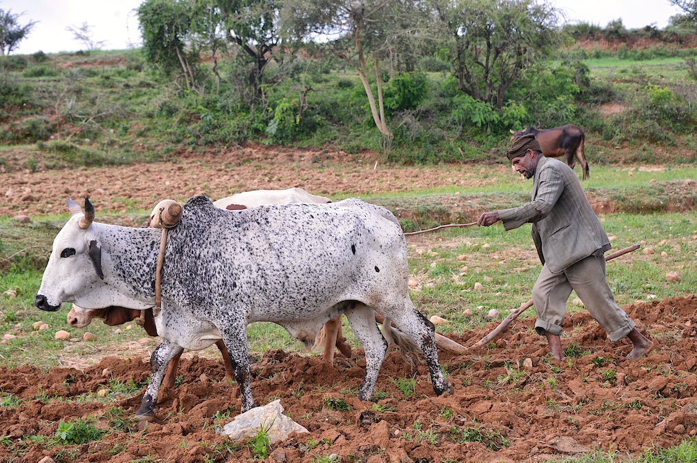 Enemies of Convenience: Ethiopia’s New Opposition Alignment and the Question of What Comes Next